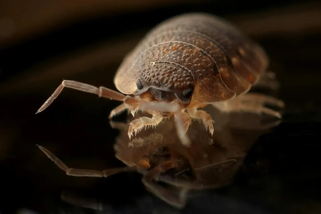 Bed-Bug-Treatment - Clifton Park Pest Control Pros | Clifton Park, NY | 518-263-0555